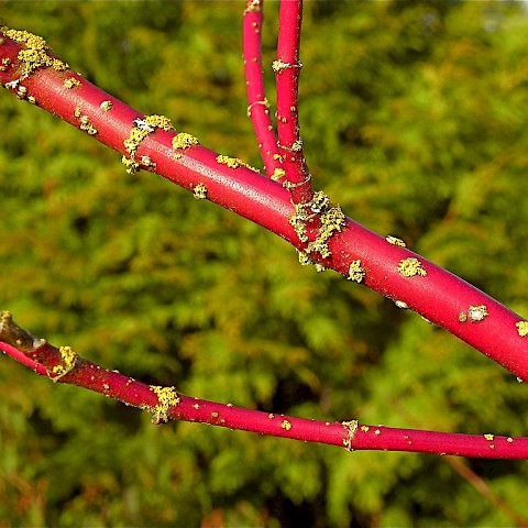 © nordique / CC SA 2 via flickr